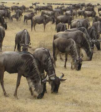 Tansania Camping-Safari – Serengeti, Ngorongoro & Tarangire